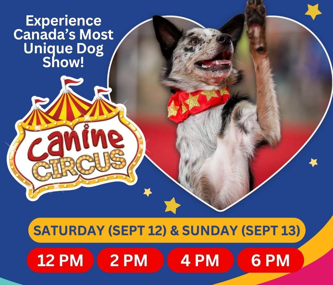 canine-circus-etobicoke